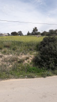 terrain-vente-ain-temouchent-oulhaca-el-gheraba-algerie