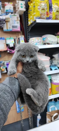 Chats scottish fold 
