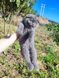 Scottish fold 