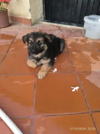Chien croisé berger malinois 