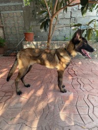 كلب-chiens-mallinois-بومرداس-الجزائر