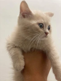 Chatons du race 