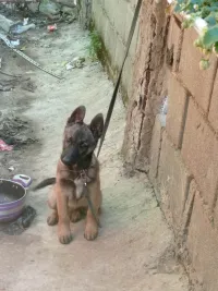Chien malinois femelle 