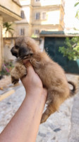 chien-chiots-pekinois-pure-bordj-el-bahri-alger-algerie