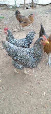 أخر-poule-تازمالت-بجاية-الجزائر