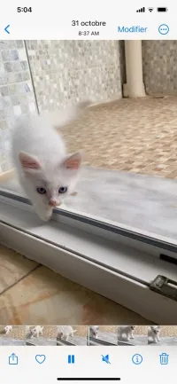 Chaton angora turk