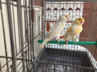 canari satinè
