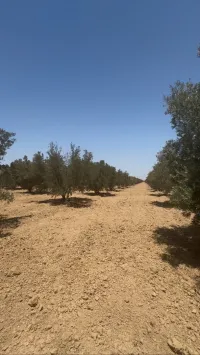 Vente Terrain Agricole Mascara Sig