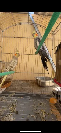 Couple calupsit 