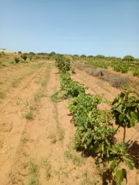Vente Terrain Aïn Témouchent Ouled kihal