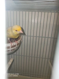 Oiseaux liquidation 
