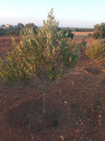 terrain-vente-mostaganem-sidi-lakhdaara-algerie