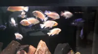 cichlidés Labido jaune