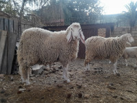 animaux-de-ferme-كبش-oran-algerie