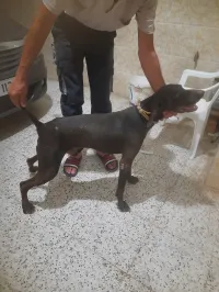 chien chasse braque allemand