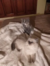 Chat Persan 