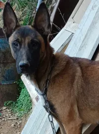 Malinois femelle