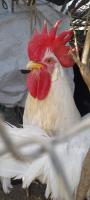 animaux-de-ferme-بيض-دجاج-الليجهورن-leghorn-الإيطالي-soumaa-blida-algerie