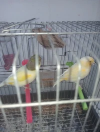  Couple Kanari gloster