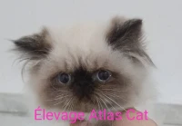 Élevage AtlasCat vous propose 2 magnifique chatons Persan Himalayen Seal Point Colourpoint PUR RACE