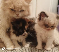 Chatons persans 