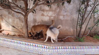 chien-vend-deux-jeunes-chiennes-cheraga-alger-algerie