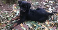 Chien Rottweiler 
