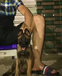 Fimale Malinois chrboni mask noir 2 moi