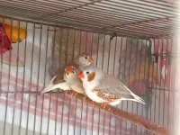 Mandarines géants 