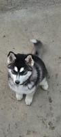 chien-femelle-husky-3-mois-نبدل-بتيليفون-boumerdes-algerie