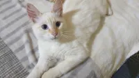 Chat pour adoption 