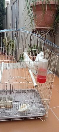 oiseau-couple-calopsitte-albinos-bethioua-oran-algerie