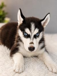 كلاب-husky-عين-بنيان-الجزائر