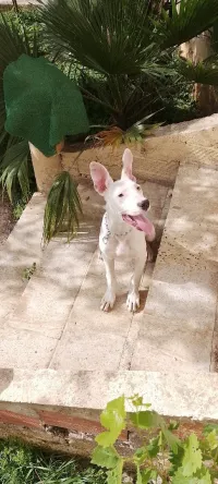 Dog Argentin 