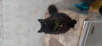 Chatte 