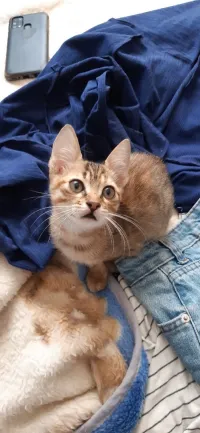chats à adopter