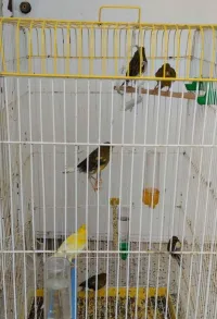 عصافير للبيع 