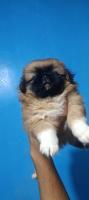 chien-pekinois-2mois-oran-algerie