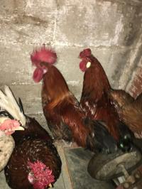 حيوانات-المزرعة-coq-تيزي-وزو-الجزائر