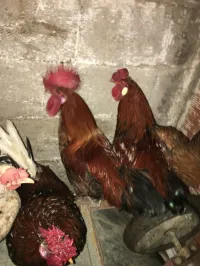Coq 