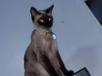 Chat et chat siamois pour adoption
