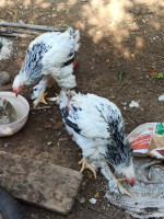 animaux-de-ferme-ديك-براهمة-coq-brahma-دجاج-reghaia-alger-algerie