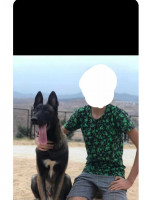 chien-chiot-malinois-mansourah-tlemcen-algerie