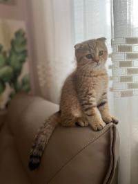 قطط-chat-male-scottish-fold-gold-5mois-بئر-خادم-الجزائر