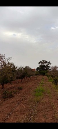 أرض-فلاحية-بيع-مستغانم-ماسرة-الجزائر