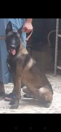Chien malinois charboni