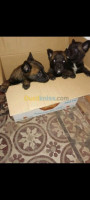 chien-malinois-charboni-blida-algerie