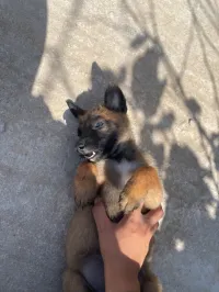 Chien malinois la race masque noir