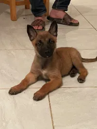 Chien malinois masque noir