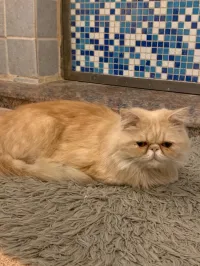 Chat persan femelle 9 mois 
